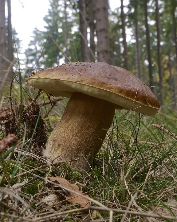 Steinpilz (Boletus edulis)