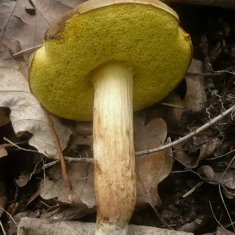 Ziegenlippe