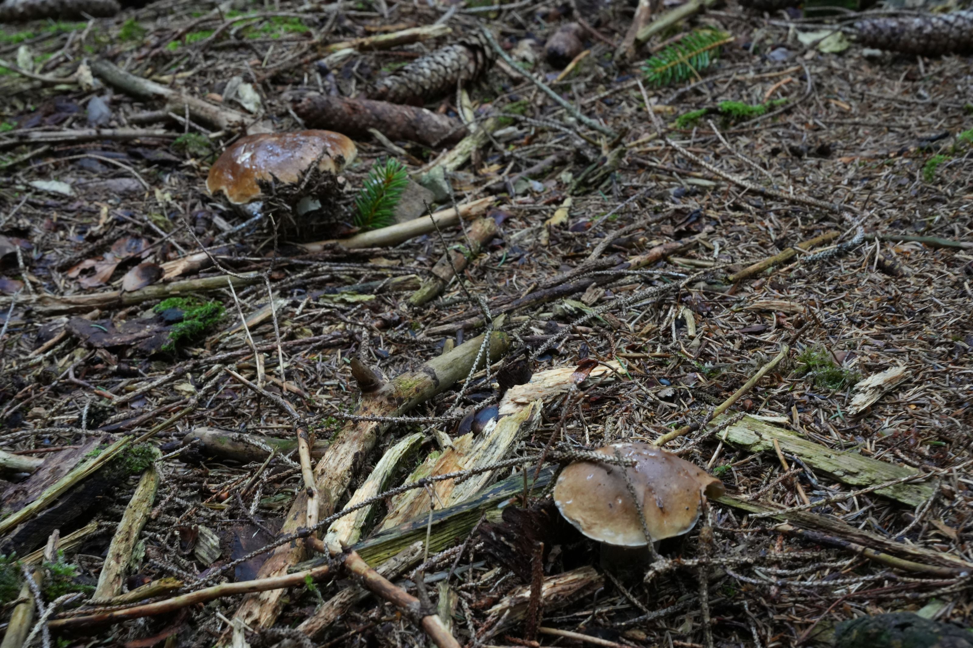 Gallery Image 6