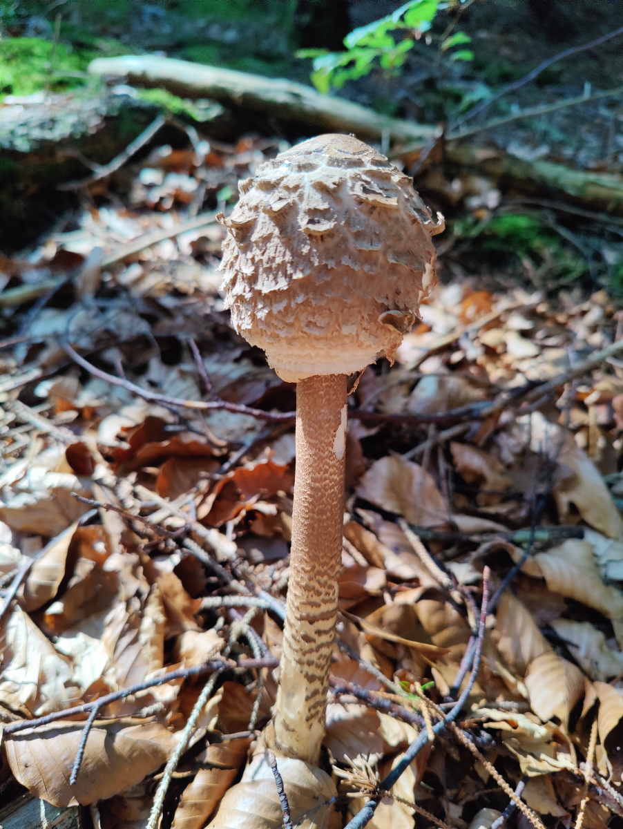 Kochschritt Bild 2