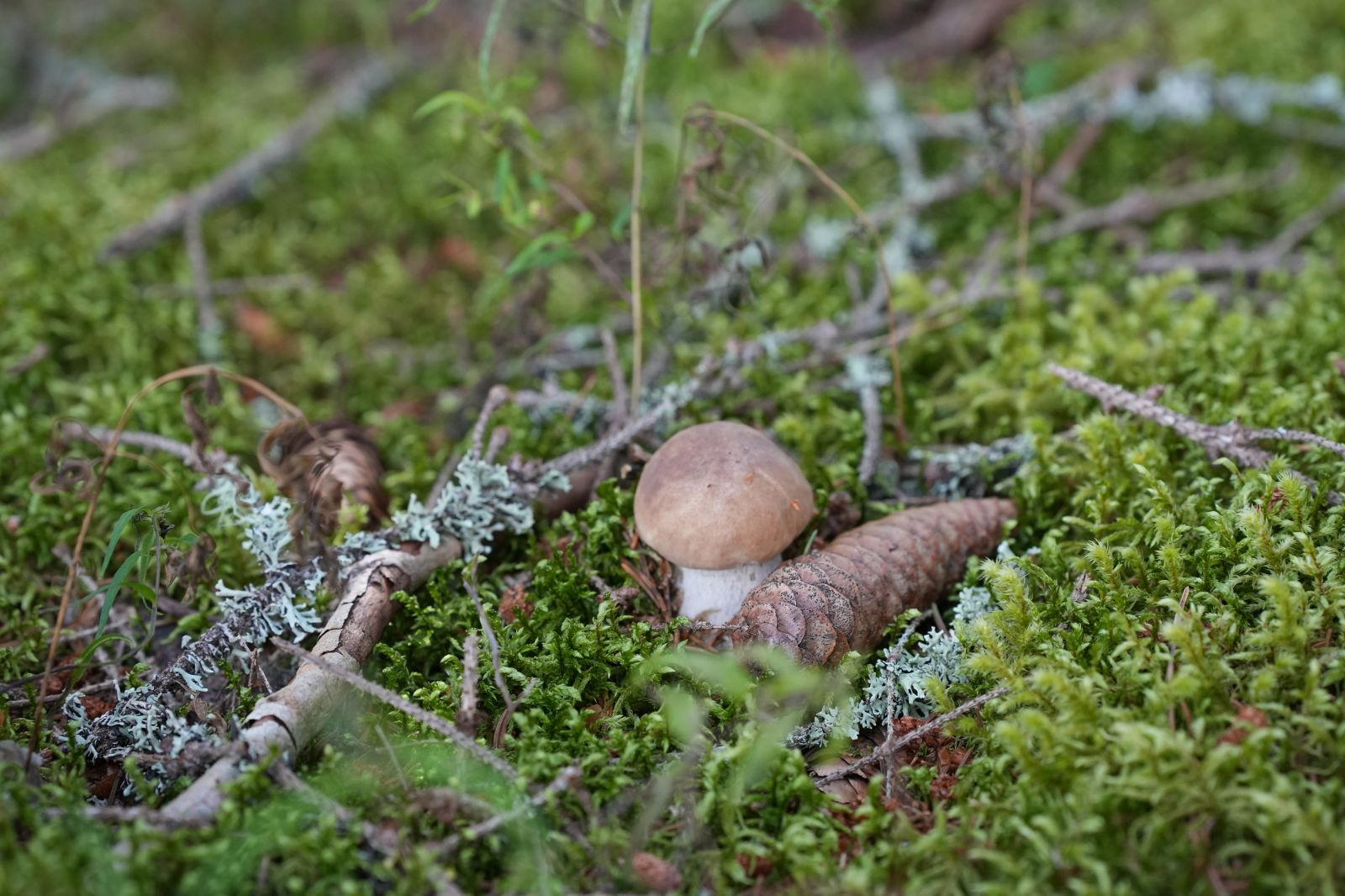 Bloggbilde