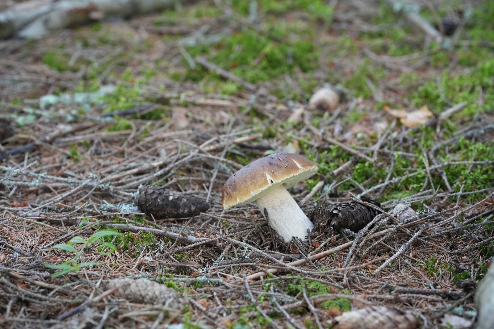 Bloggbilde