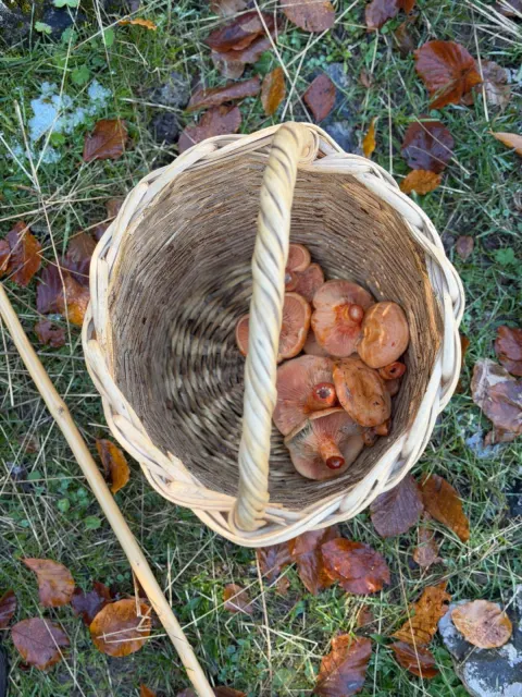 lactarius deliciosus