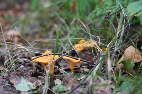 Foto zu Schritt 3