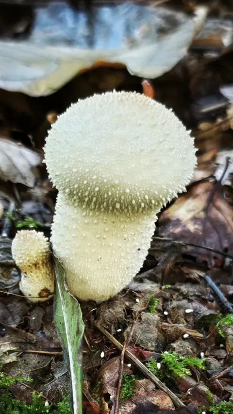 Flaschenstäubling