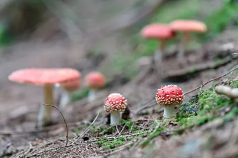 Rote Tupfer im kalten Bergwald: Fliegenpilze, Feuersalamander und das Ende der Saison
