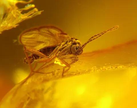 Maden im Pilz: Ekel, Gefahr oder faszinierende Waldbiologie?
