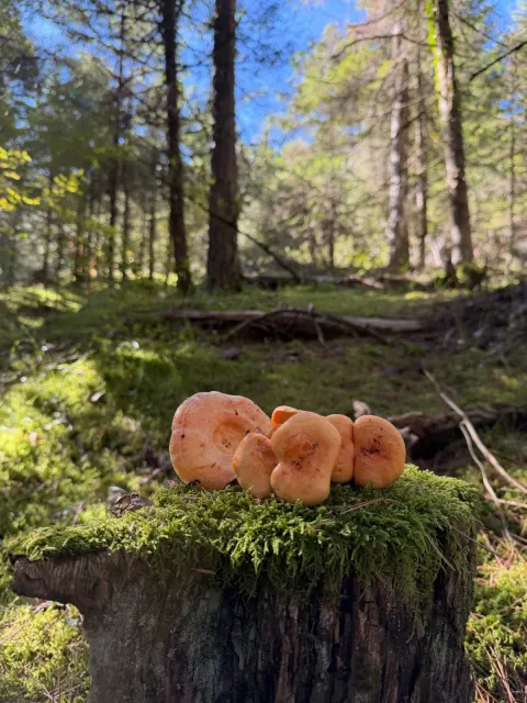 saffron-orange milk caps