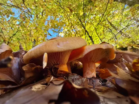 Boletus were elusive this year in the region!