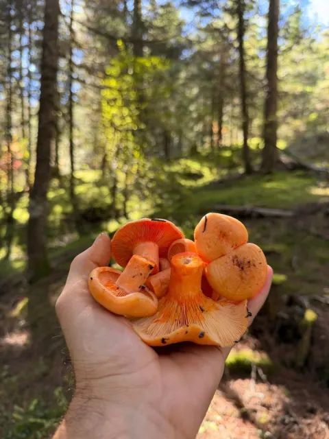 saffron-orange milk caps