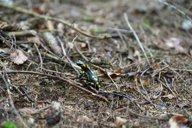 Pilze und Waldstimmung – Foto aus der Waldschatzfinder-Community