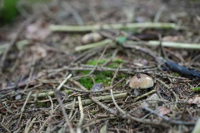 Pilze und Waldstimmung – Foto aus der Waldschatzfinder-Community