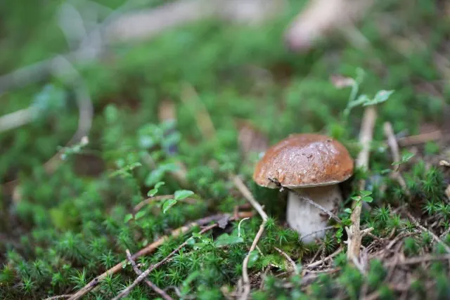 Pilze und Waldstimmung – Foto aus der Waldschatzfinder-Community