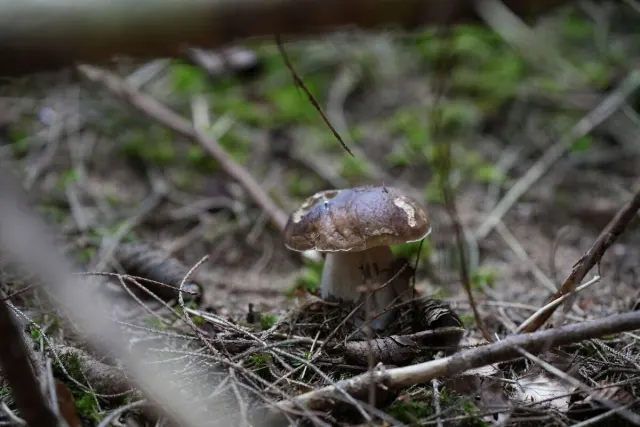 Setas y ambiente de bosque: foto de la comunidad de Waldschatzfinder