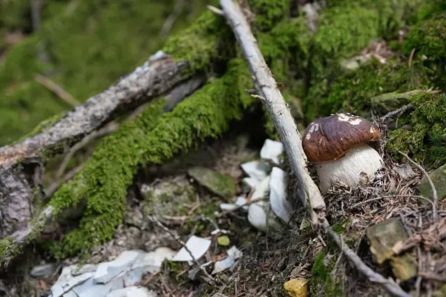 Houby a lesní atmosféra – fotografie z komunity Waldschatzfinder
