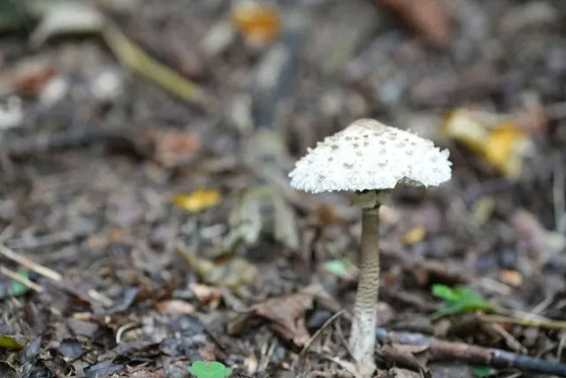 Sopp og skogstemning – bilde fra Waldschatzfinders fellesskap