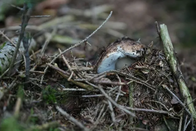 Pilze und Waldstimmung – Foto aus der Waldschatzfinder-Community