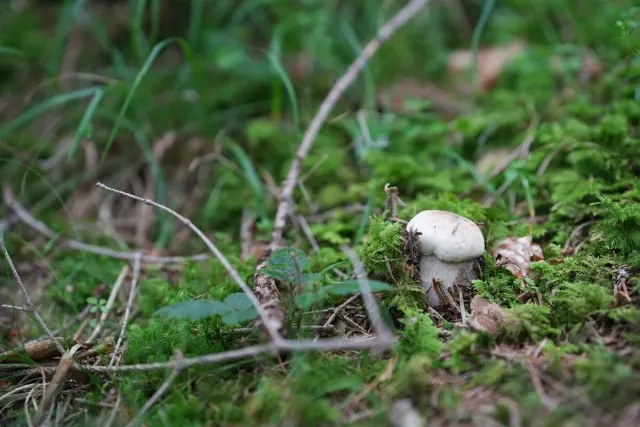 Champignons et ambiance de forêt : photo de la communauté Waldschatzfinder