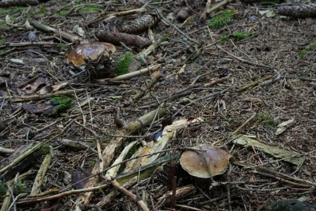 Pilze und Waldstimmung – Foto aus der Waldschatzfinder-Community