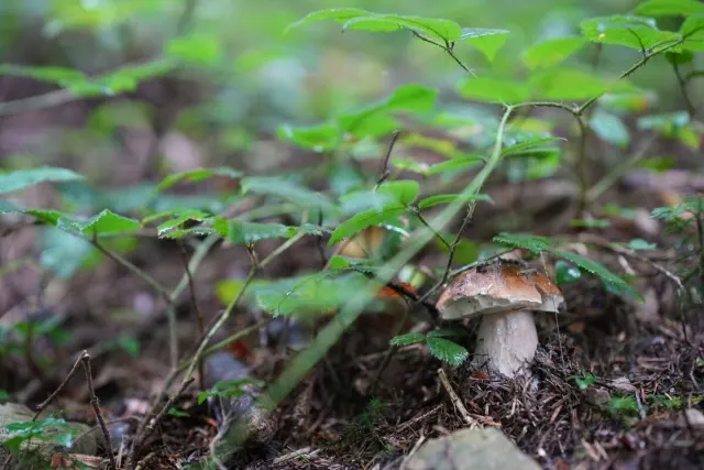 Pilze und Waldstimmung – Foto aus der Waldschatzfinder-Community