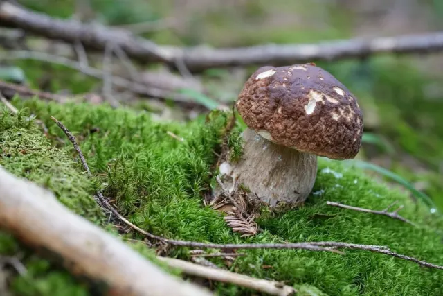 Funghi e atmosfera del bosco: foto dalla community di Waldschatzfinder