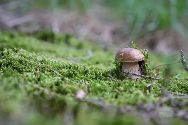 Svampe og skovstemning – foto fra Waldschatzfinders fællesskab