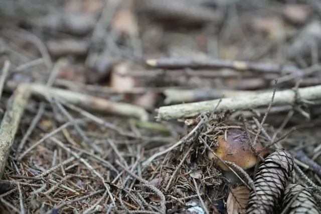 Funghi e atmosfera del bosco: foto dalla community di Waldschatzfinder