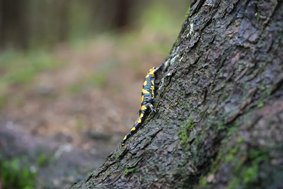 Feuersalamander klettert an einem Baumstamm