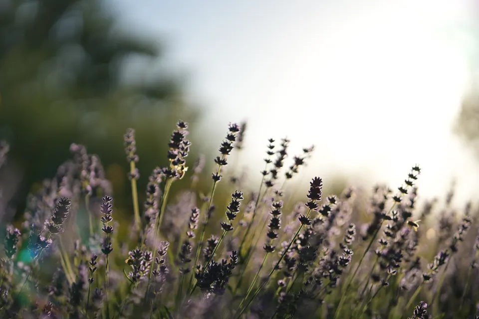 Gräser und Blüten im Gegenlicht