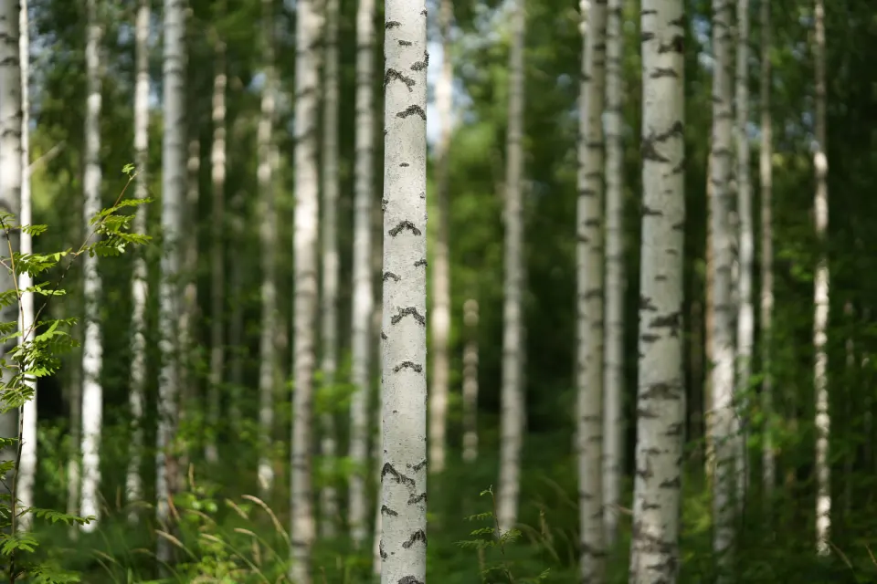 Birkenwald mit weißen Stämmen im Sommer