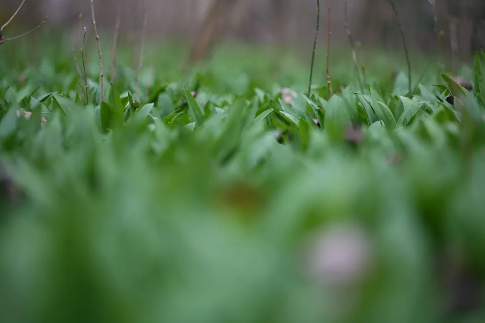 Bärlauchteppich im Wald aus der Froschperspektive