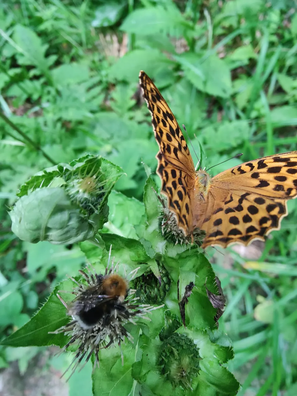 Perlmutterfalter an einer Distel, darunter eine Hummel