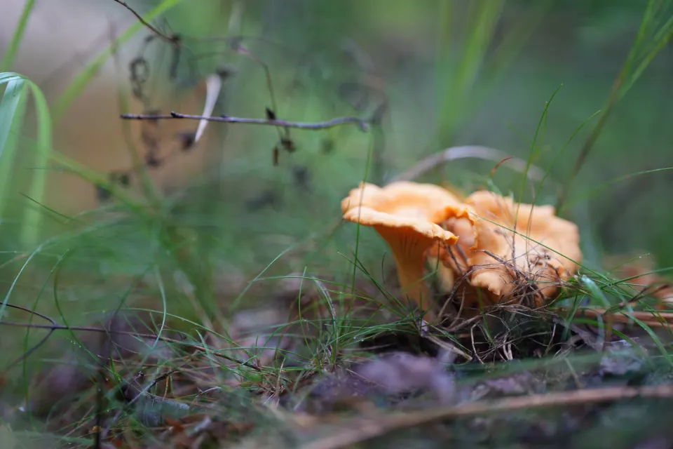 Orange Pilze im Herbstlaub