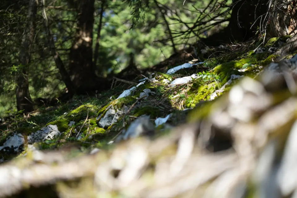 Moosiger Felsen an einem Waldbach