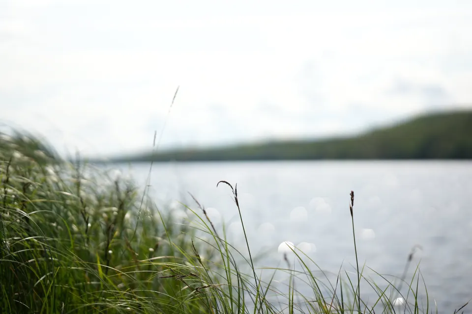 Gräser am Seeufer mit Blick über den See