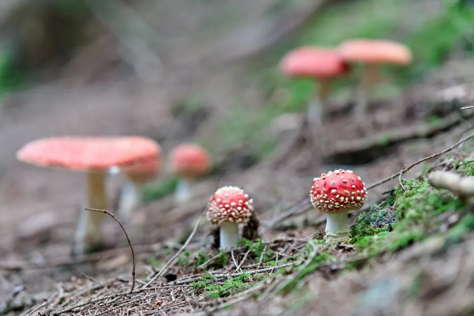 Rote Tupfer im kalten Bergwald: Fliegenpilze, Feuersalamander und das Ende der Saison
