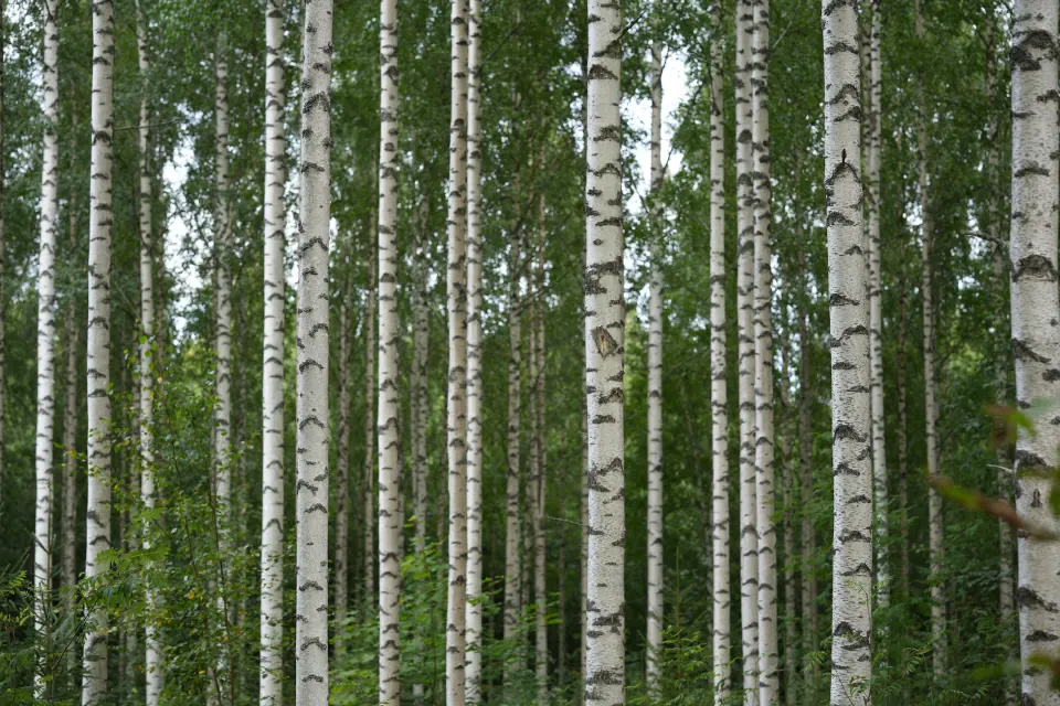 Birkenwald im Sommer