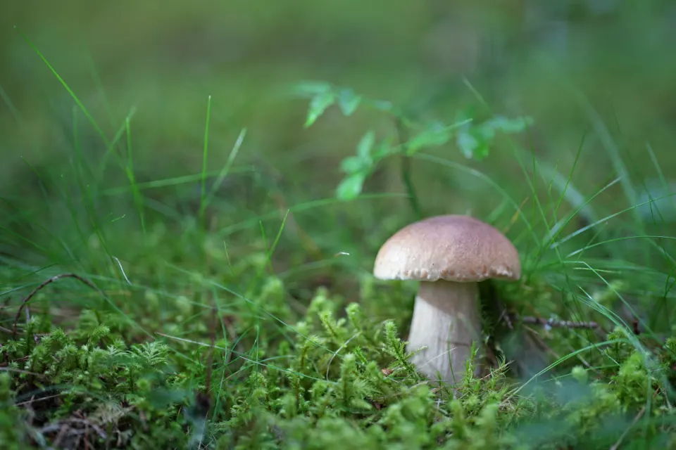 Heller Pilz im Moos