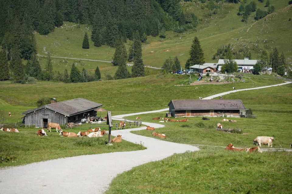 Almweg zwischen Hütten und weidenden Kühen