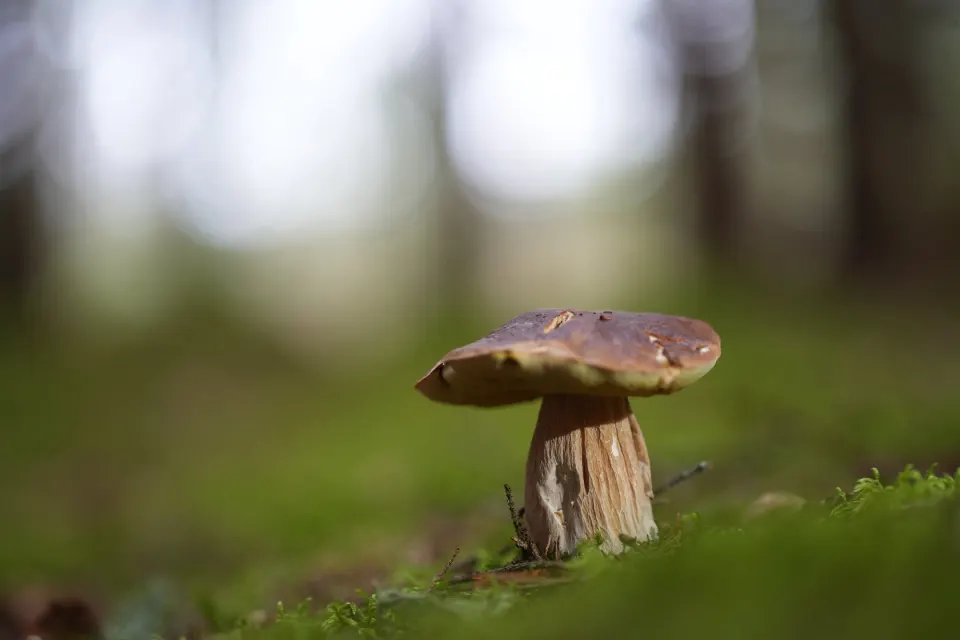 Großer Röhrling im Wald, fotografiert auf Bodenhöhe
