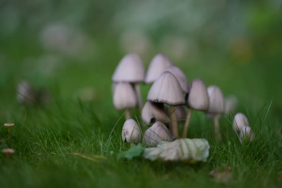 Tintlinge im Gras, Makro mit offener Blende