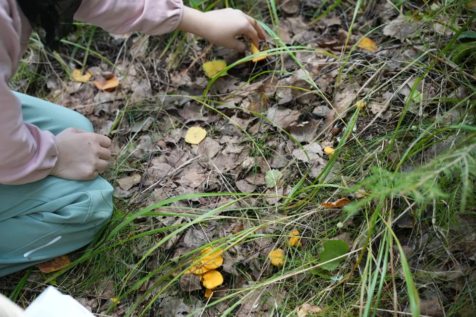 Kinderhände entdecken Pfifferlinge im Laub