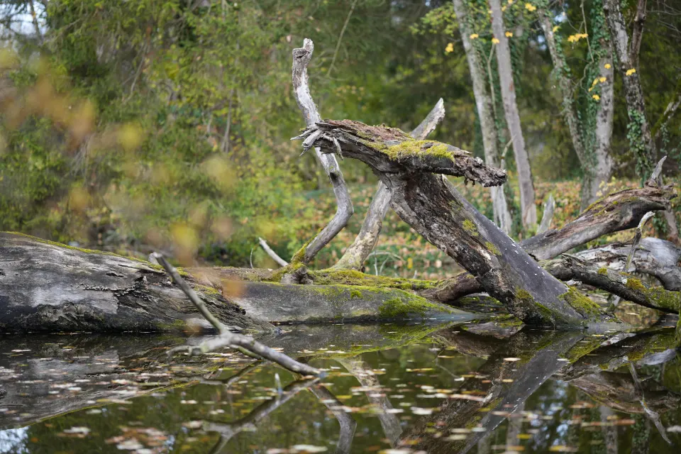 Totholz im Moorwasser eines Schutzgebiets