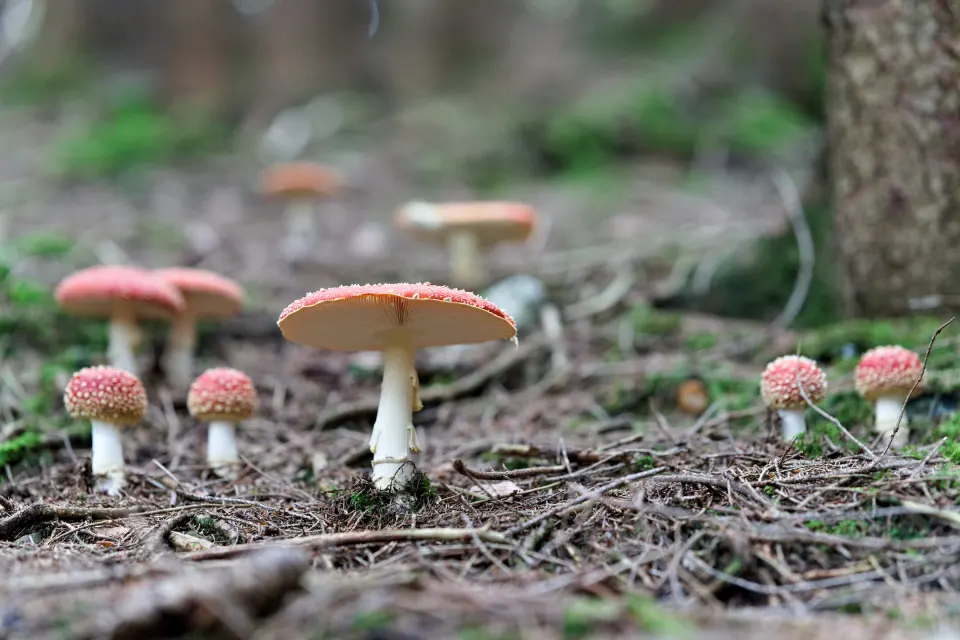Fliegenpilze im Nadelwald