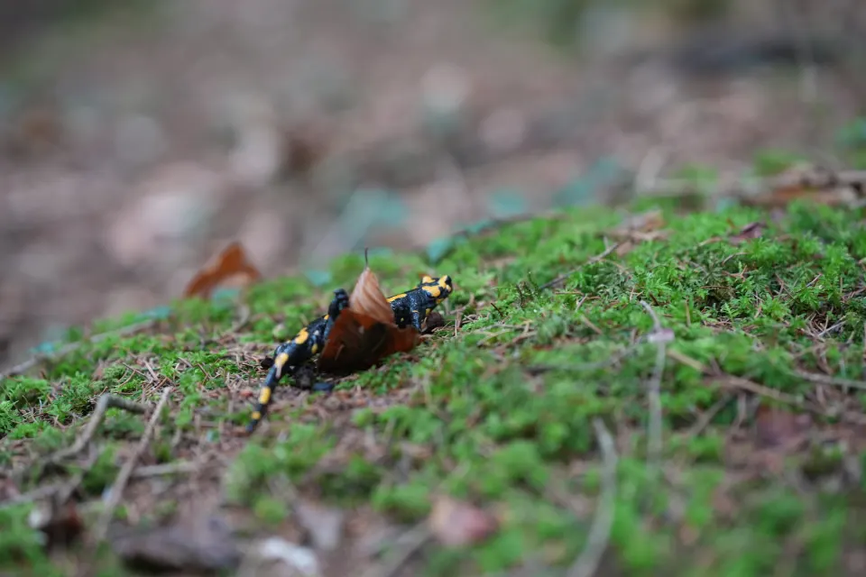 Feuersalamander auf moosigem Waldboden