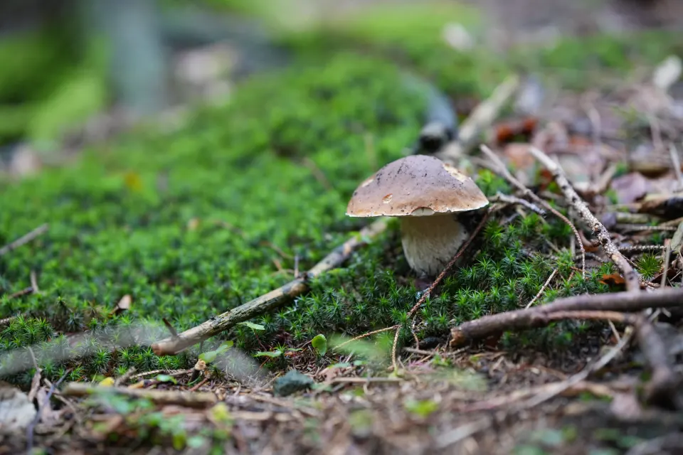 Pilz auf moosigem Waldboden