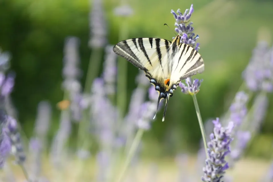 Segelfalter an Lavendel