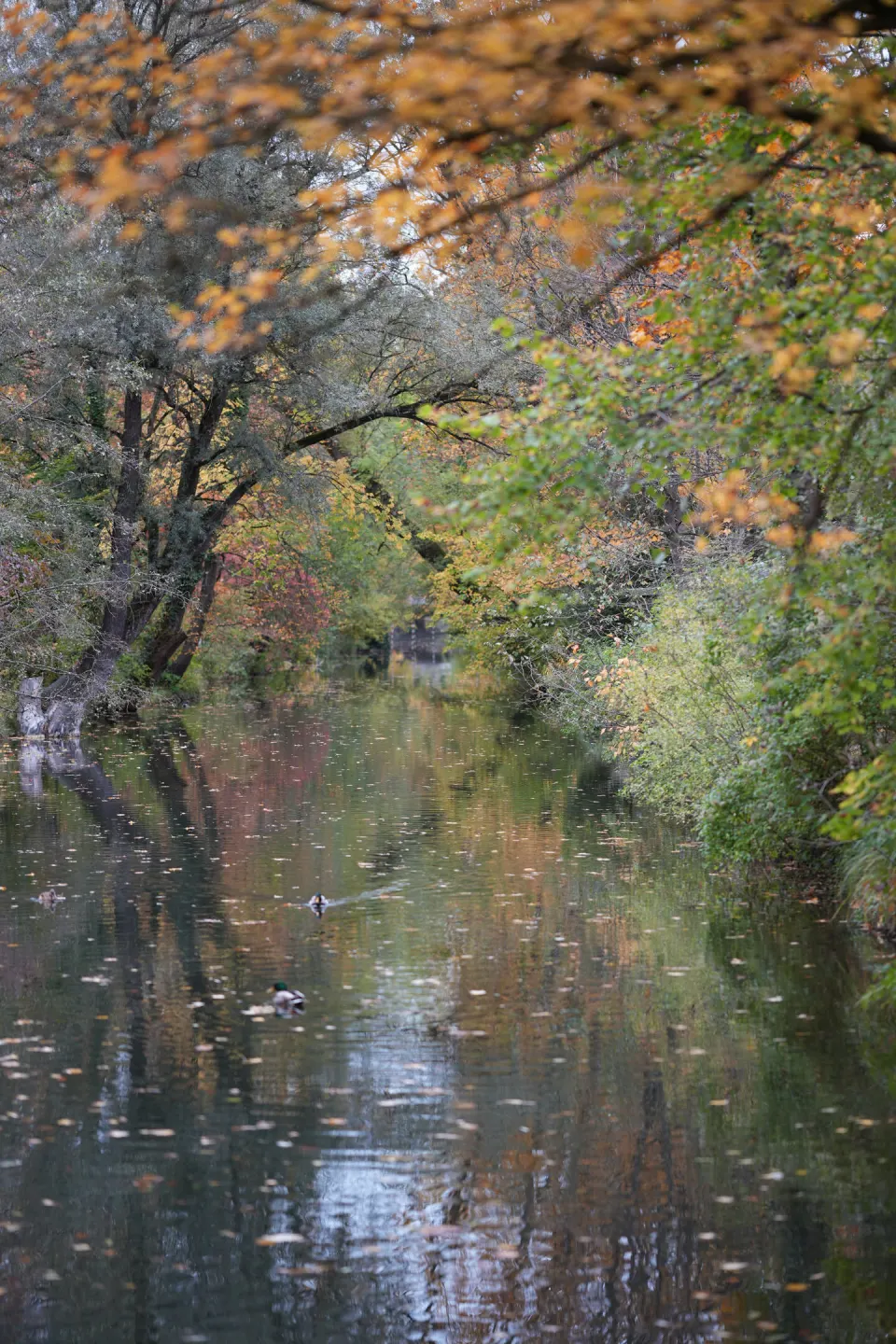 Bach im Herbstwald mit Spiegelung