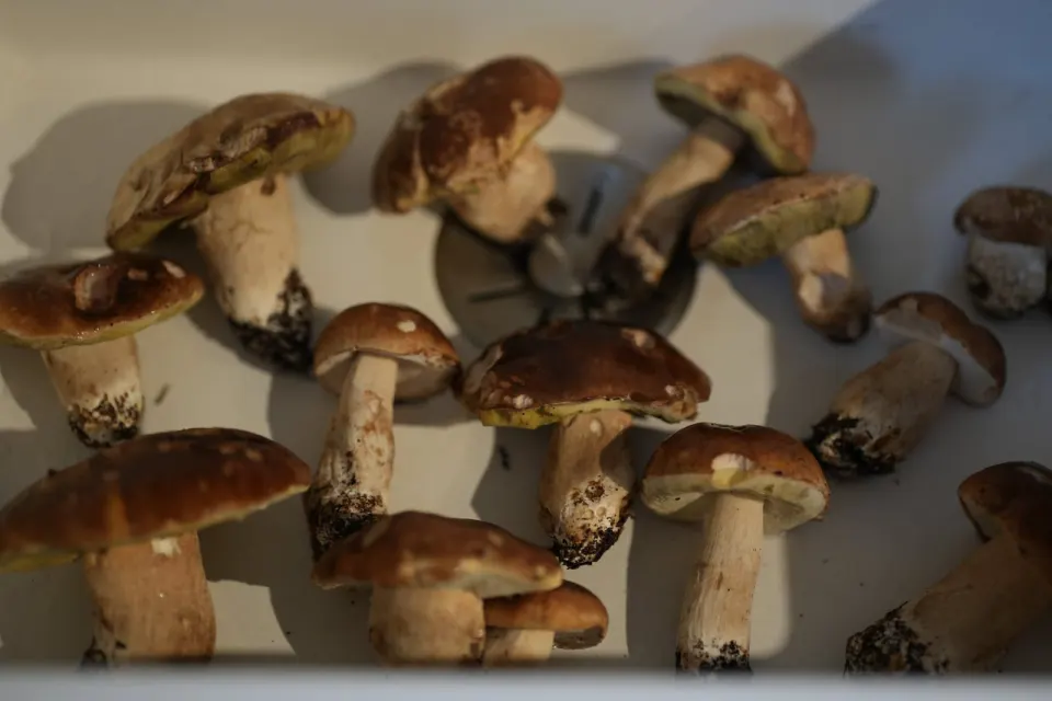 Prognose 23 %: weniger Steinpilze, viele Feuersalamander – und ein richtig guter Regentag