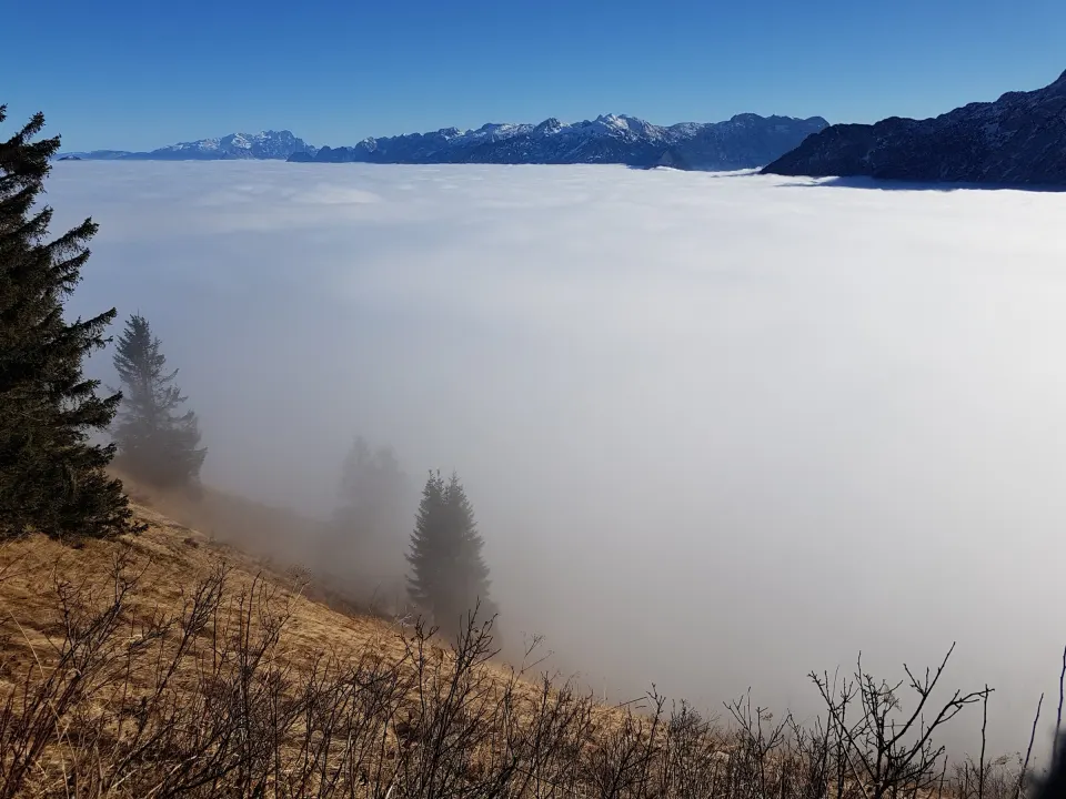 Am Waldrand über dem Nebel, im Hintergrund die Alpen